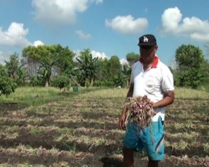 Melepas Profesi Guru Menuai Sukses Sebagai Petani