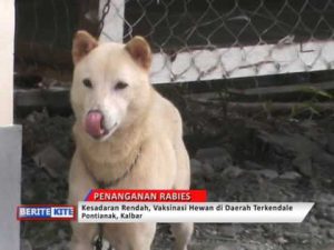 Rabies Akibat Kesadaran Masyarakat Rendah