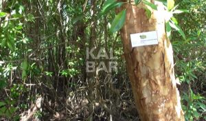 Potensi Hutan Mangrove Harus Dapat Dimanfaatkan Masyarakat