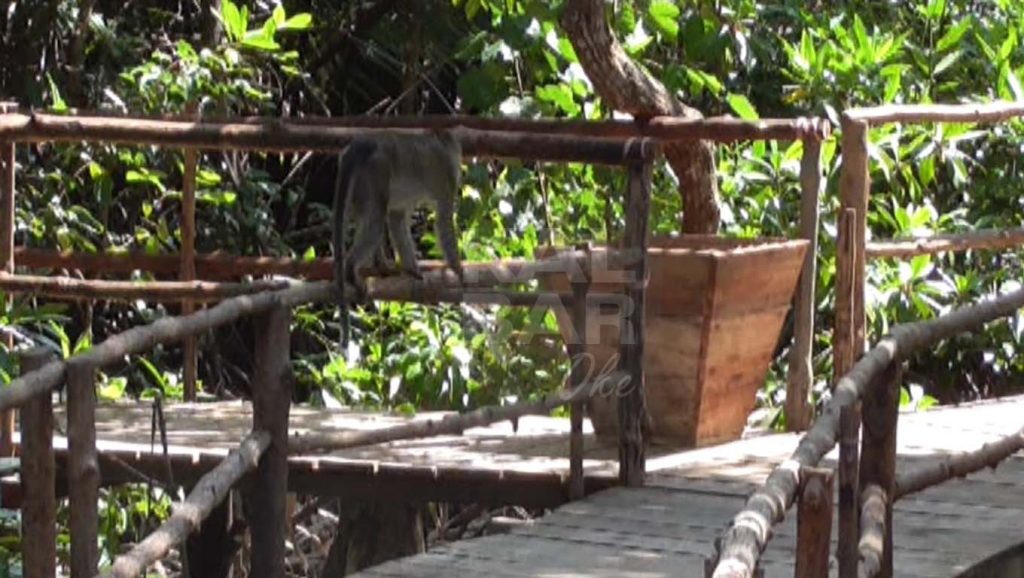 Ekowisata Mangrove Berdampak Terhadap Perekonomian Masyarakat