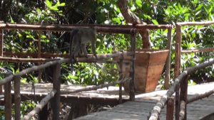 Ekowisata Mangrove Berdampak Terhadap Perekonomian Masyarakat