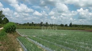 Dinas Pertanian Kalbar Berikan Sosialisasi Good Agriculture Practice