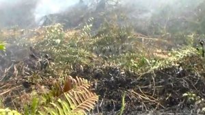 Pemkot Terus Siagakan Tim Penanggulangan Karhutla