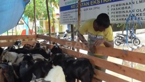 Stok Hewan Kurban Kalbar Aman, Bahkan Surplus