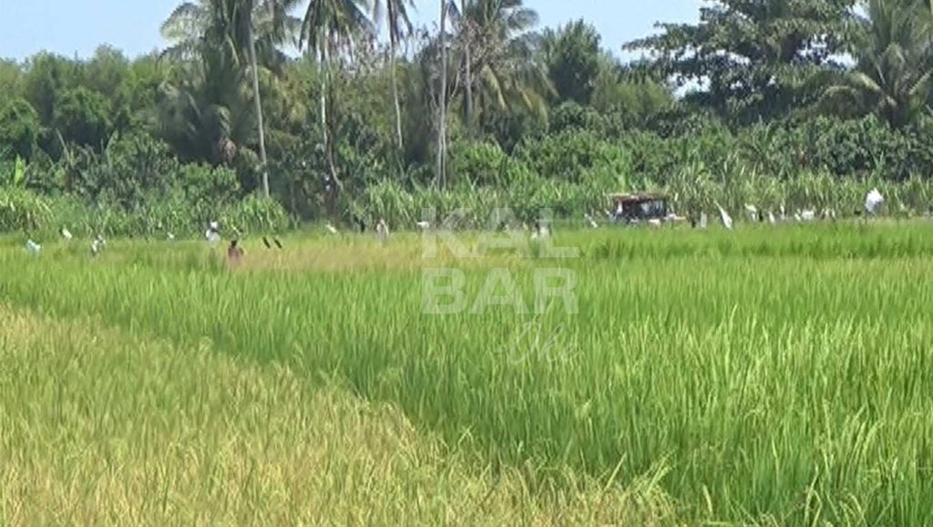 Kepala Badan PPSDMP Ingatkan Target Pencapaian Upsus Pajale Kalbar