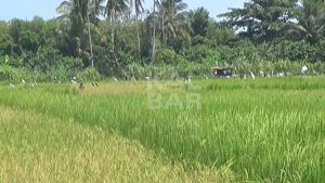 Kepala Badan PPSDMP Ingatkan Target Pencapaian Upsus Pajale Kalbar