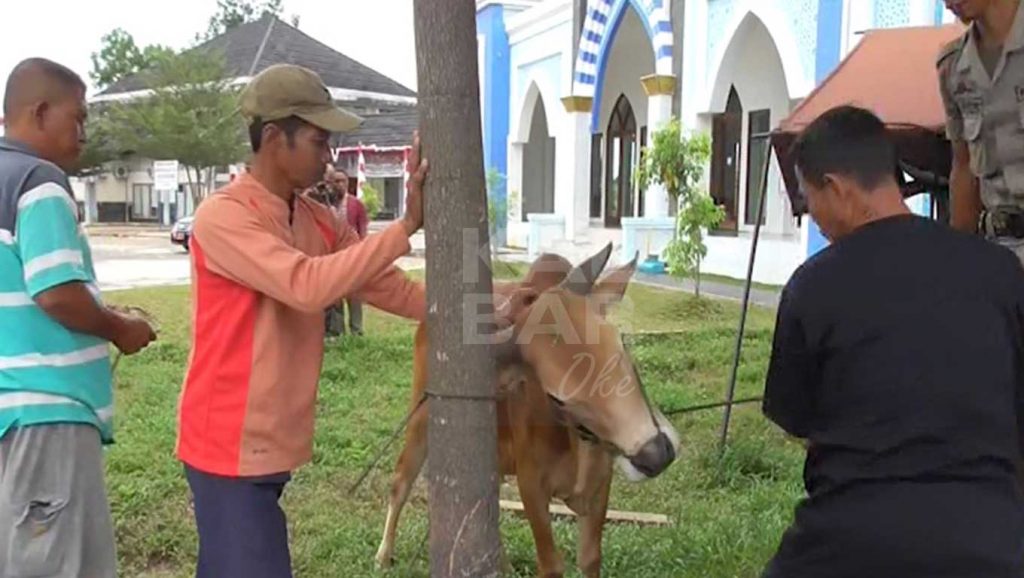 Pemkab Kubu Raya, Kurban 3 Ekor Sapi Dan 5 Kambing