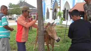 Pemkab Kubu Raya, Kurban 3 Ekor Sapi Dan 5 Kambing