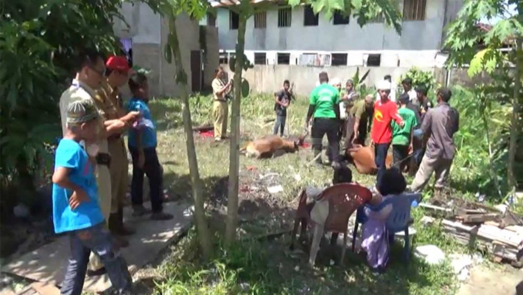 Lebih Dari 40 Ekor Sapi Dibagikan Pemerintah Kota