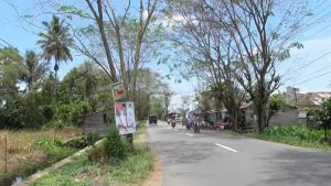 Pohon Di Pinggir Jalan Adi Sucipto Rawan Tumbang