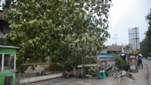 Pohon Besar Tumbang, Timpa Kabel Listrik Milik PLN