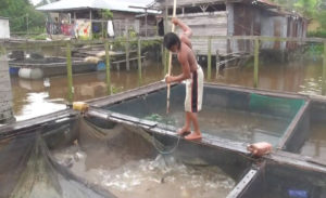 Petani Keramba Harap Pemkab Kubu Raya Kontrol Harga Pakan Dan Jual Ikan