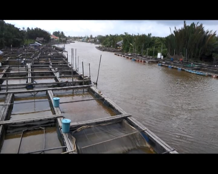 Petani Keramba Mempawah Keluhkan Kondisi Air Sungai