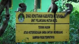 Kera Liar Penghuni Hutan Kota Jadi Daya Tarik Pengunjung