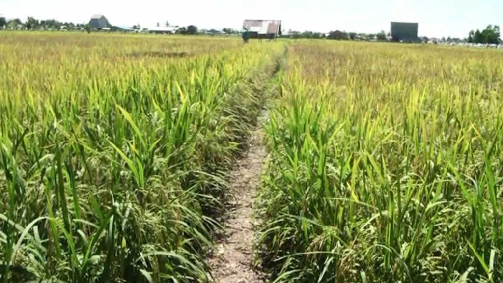 Program Pajale Dinas Pertanian Terkendala Lahan
