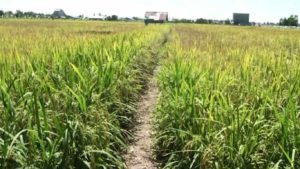 Program Pajale Dinas Pertanian Terkendala Lahan