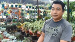 Pilow Tanaman Hias Dekorasi Ruangan Yang Sedang Populer
