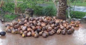 Harga Kelapa Anjlok, Dihargai Seribu Rupiah Perbutir