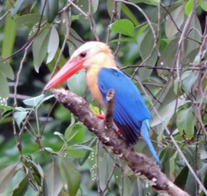 Burung Raja Udang (Cekakak Cina) Ukuran Besar Tertangkap Kamera