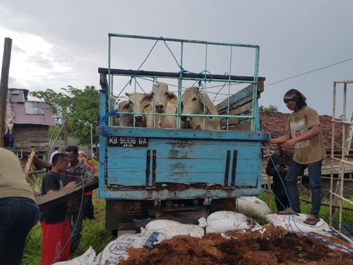 Sapi indukan impor asal Australia langsung diangkut mengunakan truk ke daerah tujuan. Dok Balai Karantina Pertanian Kelas I Pontianak