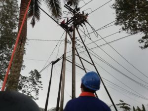 Padam! Grounding Listrik Pohon Kelapa Ganggu Jaringan