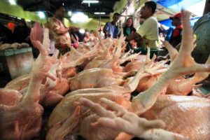 Waduh! Momen Tahun Baru Sudah Lewat, Harga Ayam Masih Tinggi