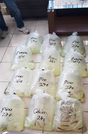 Penyelundupan 295 Bibit Ikan Arwana Digagalkan Bea Cukai Entikong
