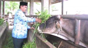 Penyembelih Hewan Kurban Harus Kantongi Sertifikat Halal MUI