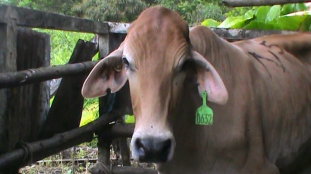 Datangkan 1000 Sapi dari Madura