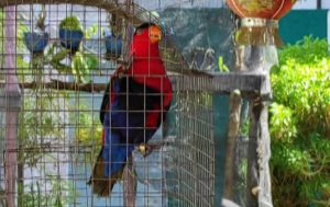 Pecinta Burung Diproses Hukum Miliki Belasan Nuri Kepala Hitam