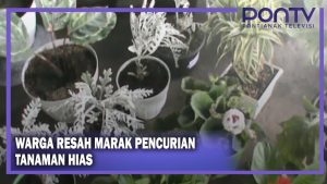 Warga Resah Marak Pencurian Tanaman Hias