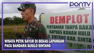 Wisata Petik Sayur di Bekas Lapangan Pacu Bandara Susilo Sintang
