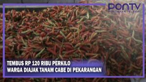 Tembus Rp 120 Ribu Perkilo, Warga Diajak Tanam Cabe di Pekarangan
