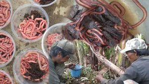 Cara Memelihara Cacing Nipah
