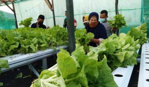 Sayur Hidroponik di Markas Paldam XII/Tpr Dipanen Warga