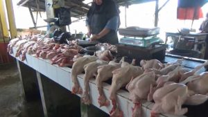 Harga Ayam Potong Naik, Pembeli Sepi
