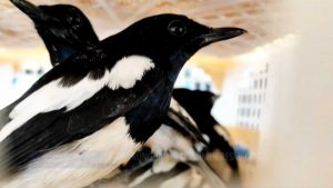 Ratusan Burung Tanpa Dokumen Resmi Disita