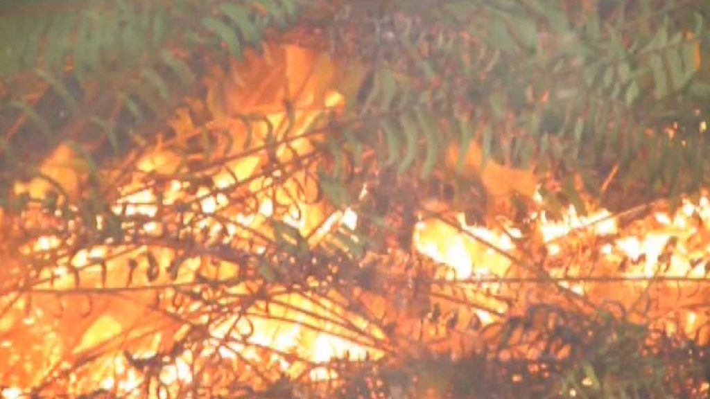 Kebakaran Lahan Diduga Disengaja
