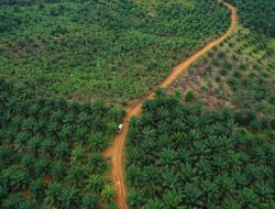 PT KAP Diduga Garap 6.000 Hektar Lahan Sawit Tanpa HGU di Kayong Utara