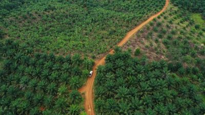 PT KAP Diduga Garap 6.000 Hektar Lahan Sawit Tanpa HGU di Kayong Utara