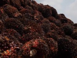 Inovasi Mahasiswa ITB: Ubah Limbah Kelapa Sawit Jadi Biochar Unggul, Atasi Jamur Ganoderma