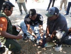Penanganan Satwa Laut Terdampar dan Konflik dengan Buaya