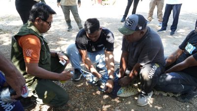 Penanganan Satwa Laut Terdampar dan Konflik dengan Buaya