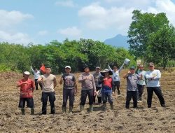 Polsek Batang Tarang Tanam Jagung Hibrida di Lahan Demplot Perkuat Ketahanan Pangan Bersama Petani Lokal