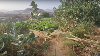 Mengejutkan! Pinggiran Kota Suci Mekkah Kini Subur Menghijau, Ada Apa di Balik Gunung Arafah?