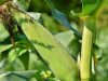 Sinergi Seragam Coklat dan Tanah Subur: Ketika Polri Turun ke Ladang, Produksi Jagung Melejit