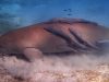 Duka di Laut Kalbar: Dua Dugong Mati Beruntun, KKP Beraksi Cepat Bersama Jejaring Konservasi