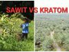 Duel Hijau di Bumi Khatulistiwa: Sawit vs. Kratom, Mana yang Lebih Menguntungkan dan Ramah Lingkungan untuk Kalimantan Barat?