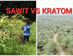 Duel Hijau di Bumi Khatulistiwa: Sawit vs. Kratom, Mana yang Lebih Menguntungkan dan Ramah Lingkungan untuk Kalimantan Barat?