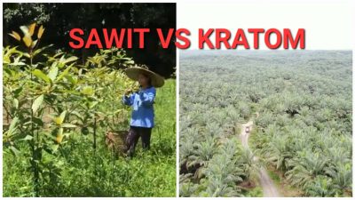 Duel Hijau di Bumi Khatulistiwa: Sawit vs. Kratom, Mana yang Lebih Menguntungkan dan Ramah Lingkungan untuk Kalimantan Barat?